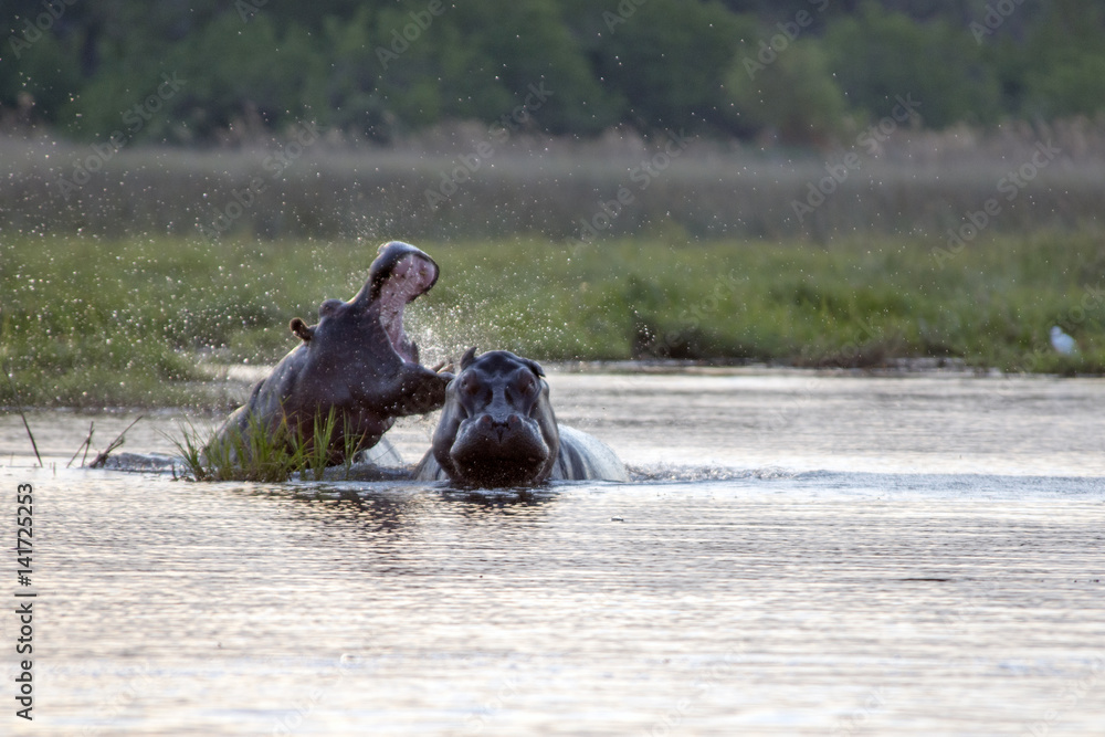 Fototapeta premium Fighting Hippos