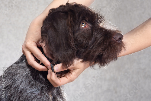 hands putting on collar on the dog