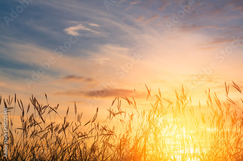 Grass flowers with sunset background.
