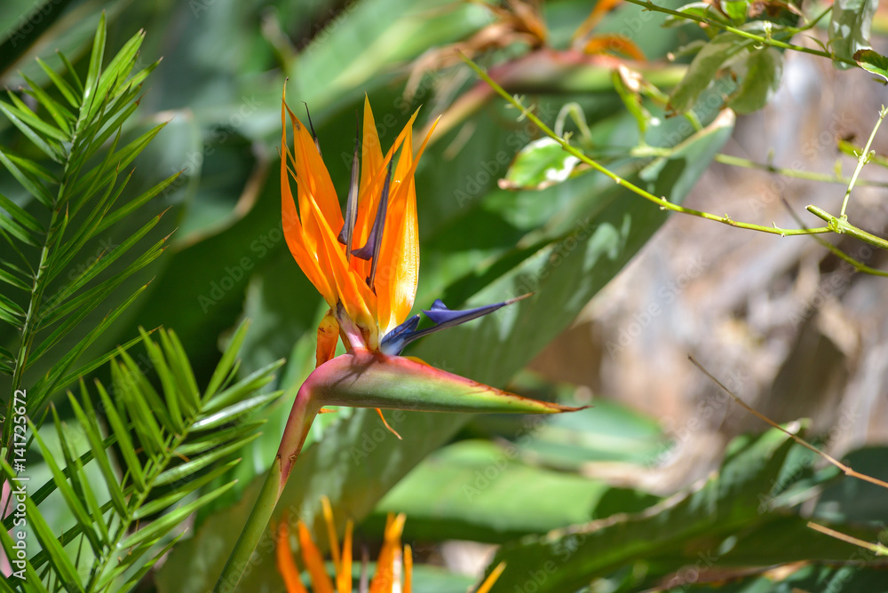 Strelitzia reginae flower
