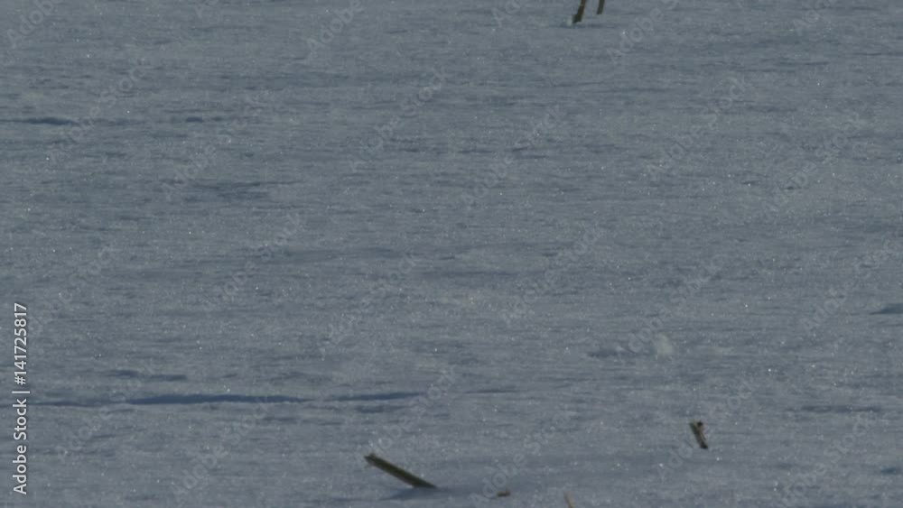 Snowy owl catching white mouse on tundra Snowy owl catching white mouse on tundra