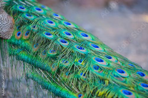 A male peacock showing off it's colors 