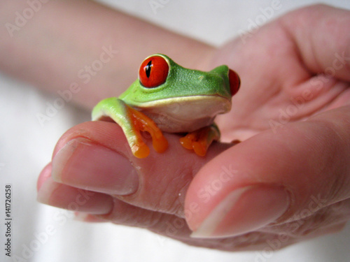 red-eyed tree frog 30 photo