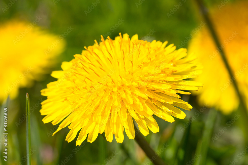 Beautiful spring yellow dandelion flower on green grass meadow as vintage nature background full of bright sunlight Beautiful spring yellow dandelion flower on green grass meadow as vintage nature background full of bright sunlight