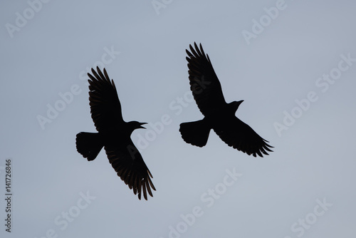 Rook, Corvus frugilegus © Maciej Olszewski