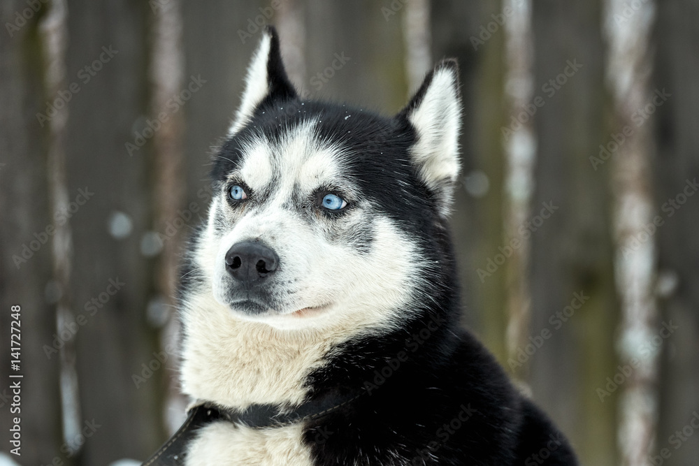 Close up on a beautiful husky dog. Siberian husky dog outdoors. Portrait of siberian husky in the nature in the winter time. Close up on a beautiful husky dog. Siberian husky dog outdoors. Portrait of siberian husky in the nature in the winter time.