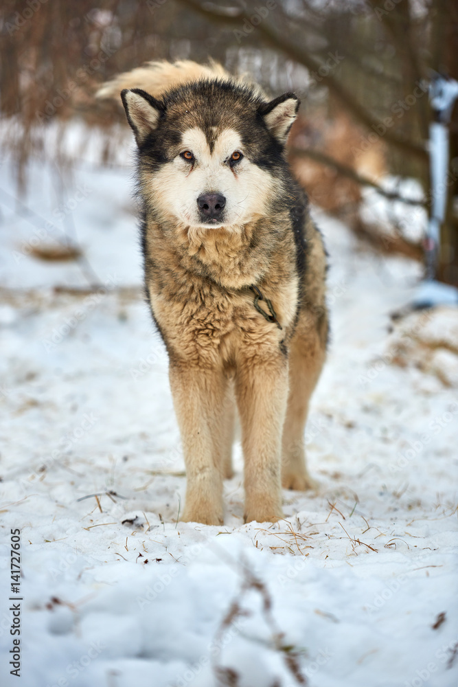 Beautiful alaskan malamute . Alaskan malamute in the nature, in the winter time. Beautiful alaskan malamute . Alaskan malamute in the nature, in the winter time.