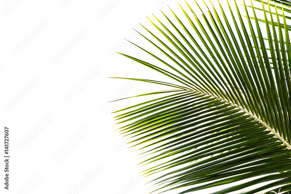 Fototapeta premium Coconut leaves isolated on white background