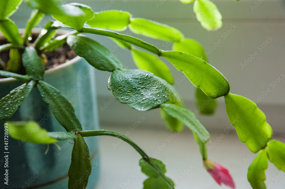 Flowering garden greens. Plants in pots at home. Flowering garden greens. Plants in pots at home.