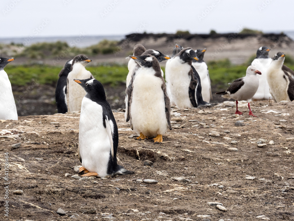 Fototapeta premium nesting colonies of Gentoo penguin, Pygoscelis Papua, on the Sea Lion Island, Falkland / Malvinas
