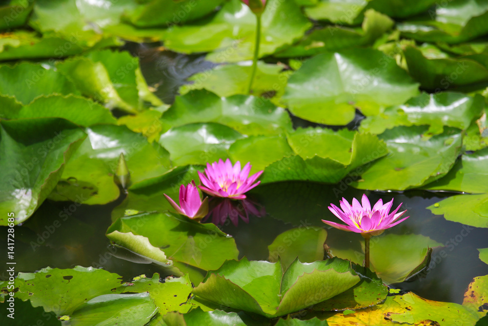 Pink lotus in lagoon. Pink lotus in lagoon.