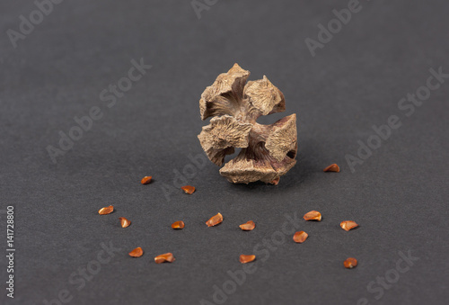 dry cypress pine cone with fallen out seeds, black isolated closeup