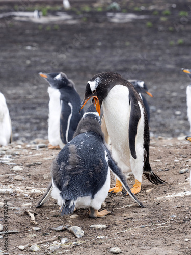 Gentoo penguin, Pygoscelis Papua, feed the chick, on the Sea Lion Island, Falkland / Malvinas