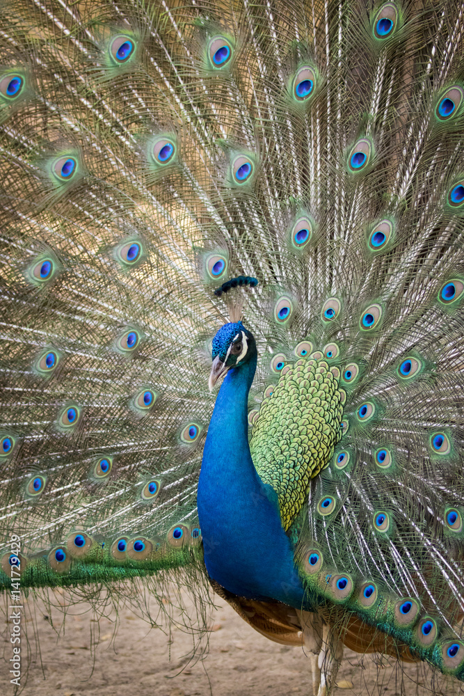 Obraz premium Image of a peacock showing its beautiful feathers. wild animals.
