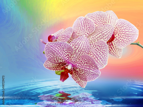 Beautiful orchid flowers reflected in water, Close up of orchid flower photo