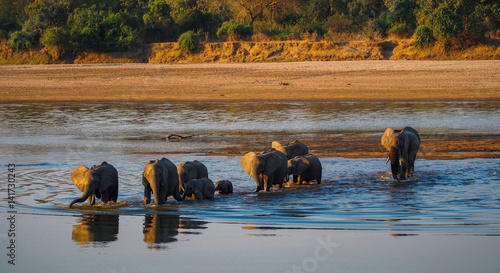 Elephants of South Luangwa, Zambia