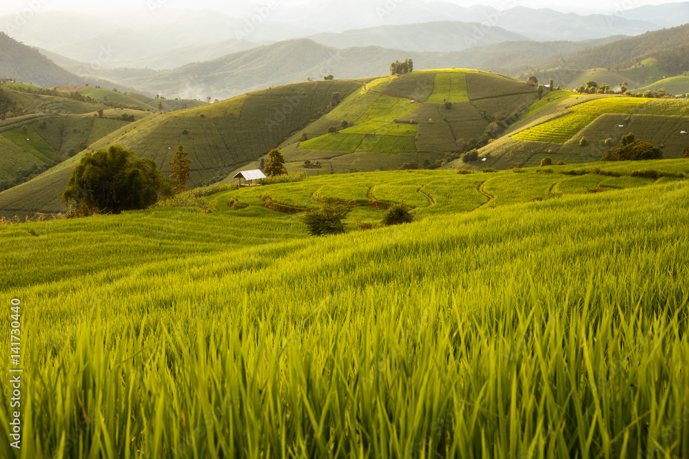 Obraz premium Green Terraced Rice Field in Pa Pong Pieng , Mae Chaem, Chiang Mai, Thailand