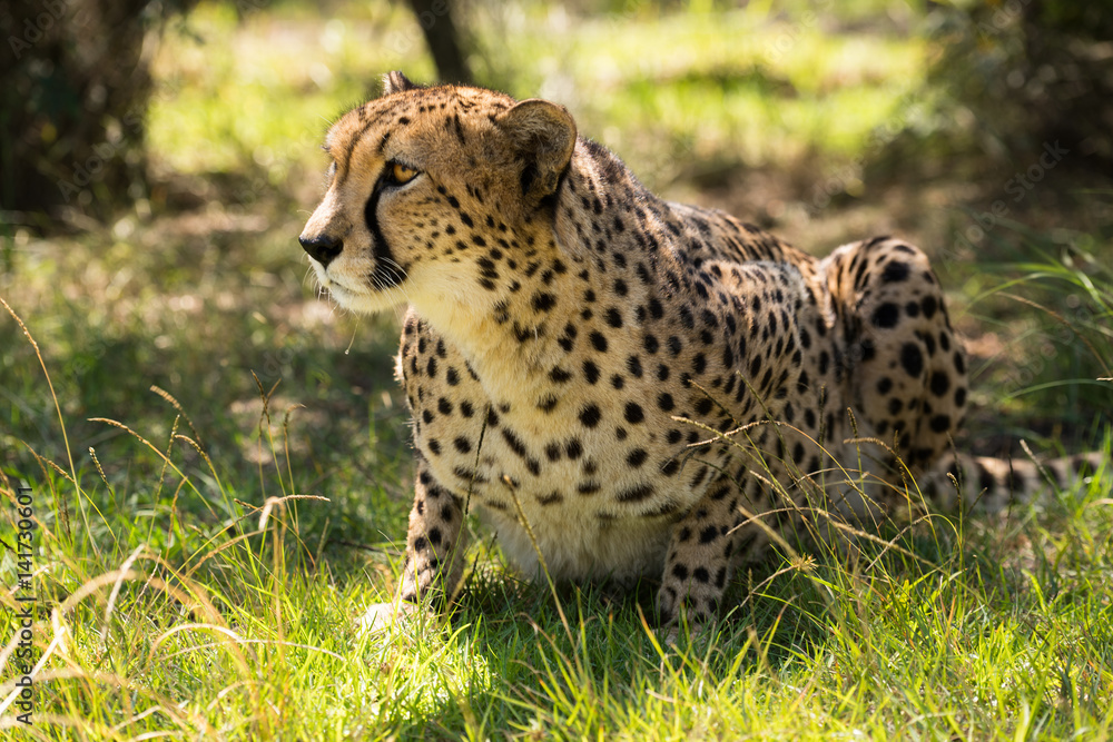 afrikanische Cheetah (Gepard) auf der Pirsch afrikanische Cheetah (Gepard) auf der Pirsch