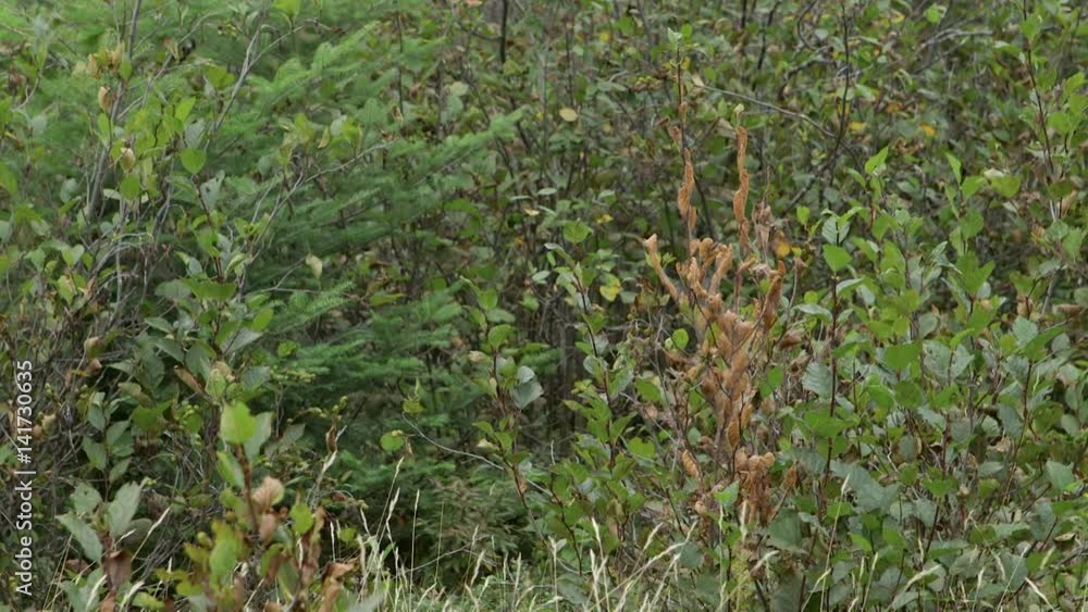 Natural scene with grass and conifers in wind