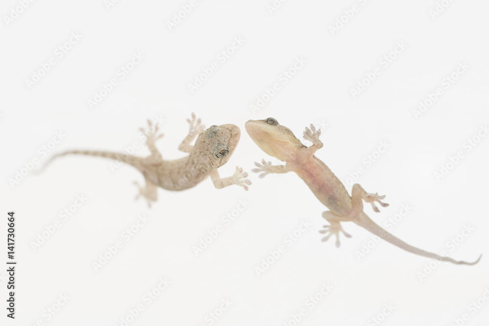 Obraz premium Lizard, known as gekko japonicus or yamori which means keeper of the house, photographed its back and stomach. 