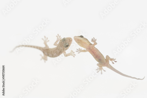 Lizard, known as gekko japonicus or yamori which means keeper of the house, photographed its back and stomach.
