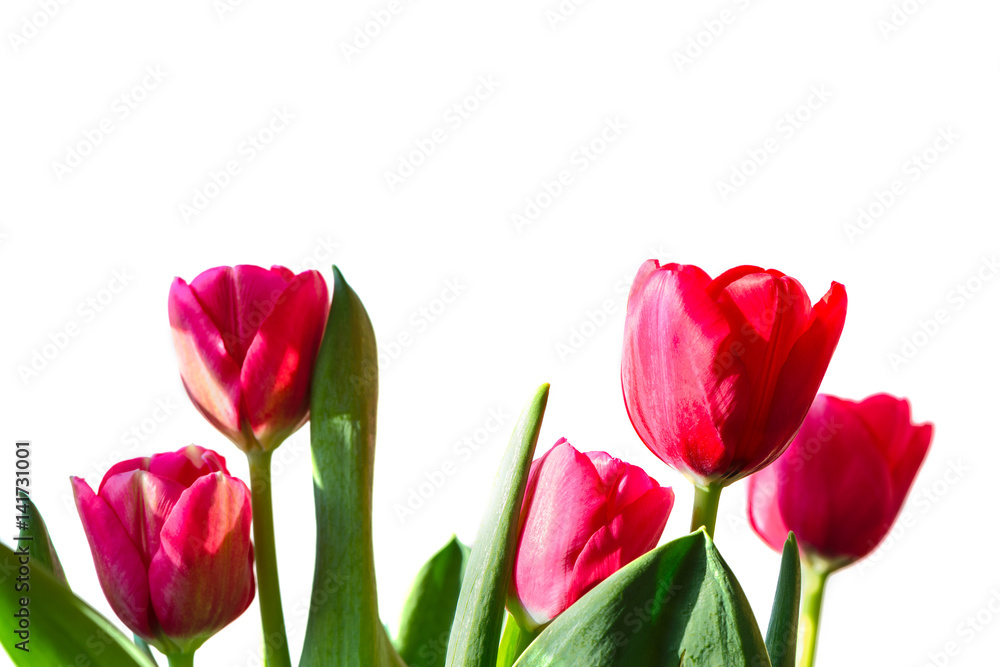 Five beautiful tulips. Five beautiful tulips.