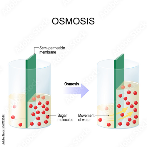 Osmosis. Water passing through a semi-permeable membrane