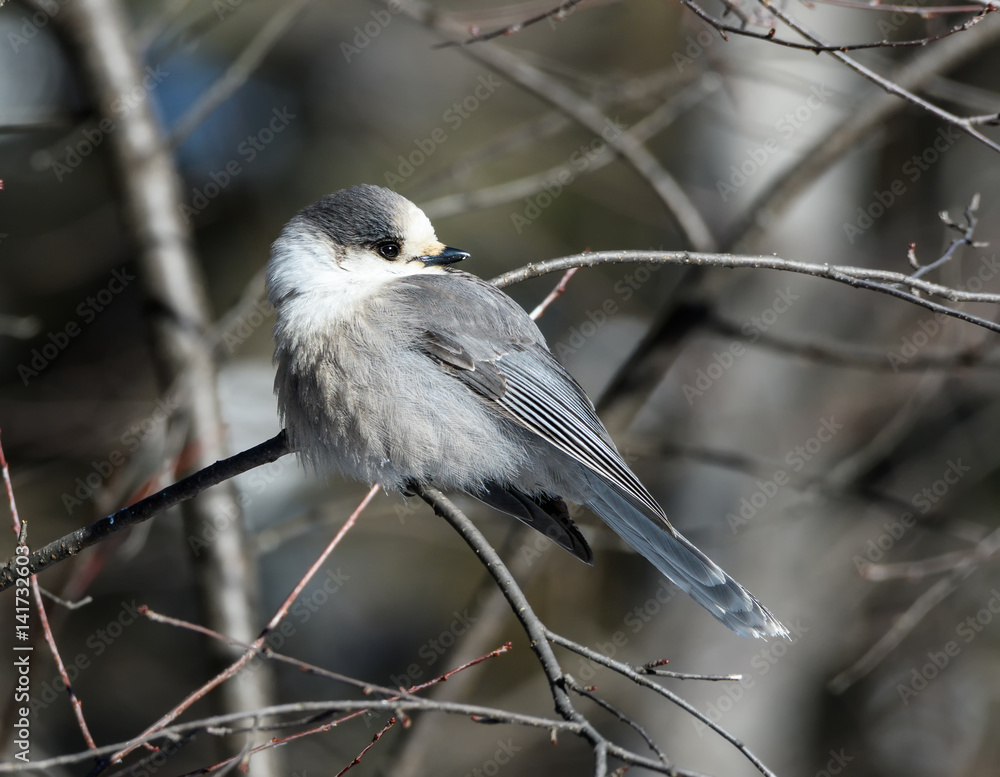 Obraz premium Gray Jay in Winter 