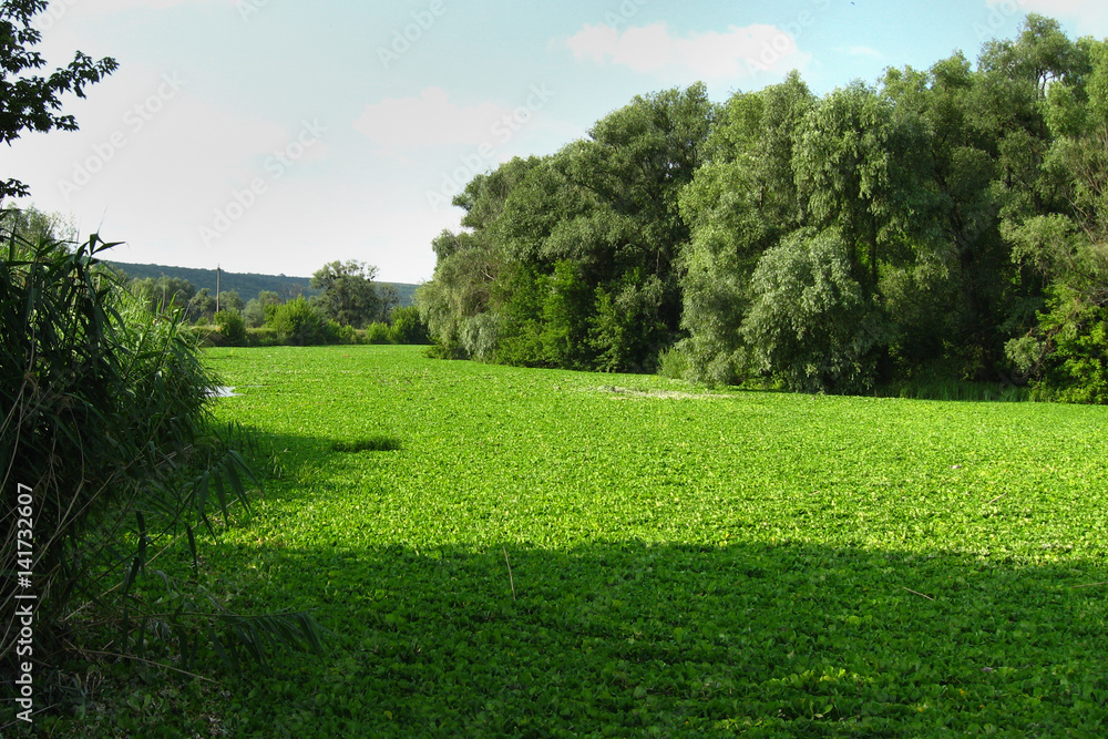 River covered with water lettuce (Pistia stratiotes). It causes excessive evaporation, reducing the oxygen in the water and killing fish. River covered with water lettuce (Pistia stratiotes). It causes excessive evaporation, reducing the oxygen in the water and killing fish.