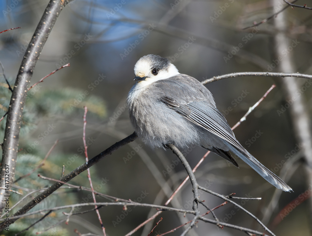 Naklejka premium Gray Jay
