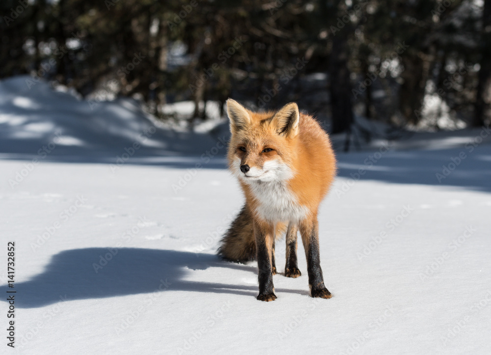 Red Fox Standing on Snow in Winter
