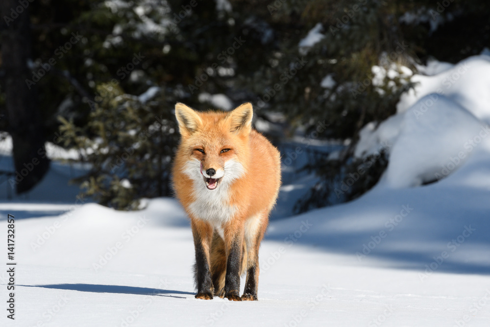 Red Fox Standing on Snow in Winter