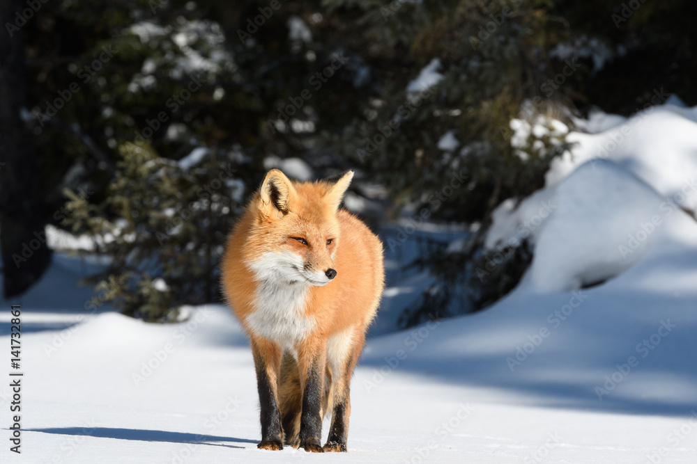 Red Fox Standing on Snow in Winter Red Fox Standing on Snow in Winter