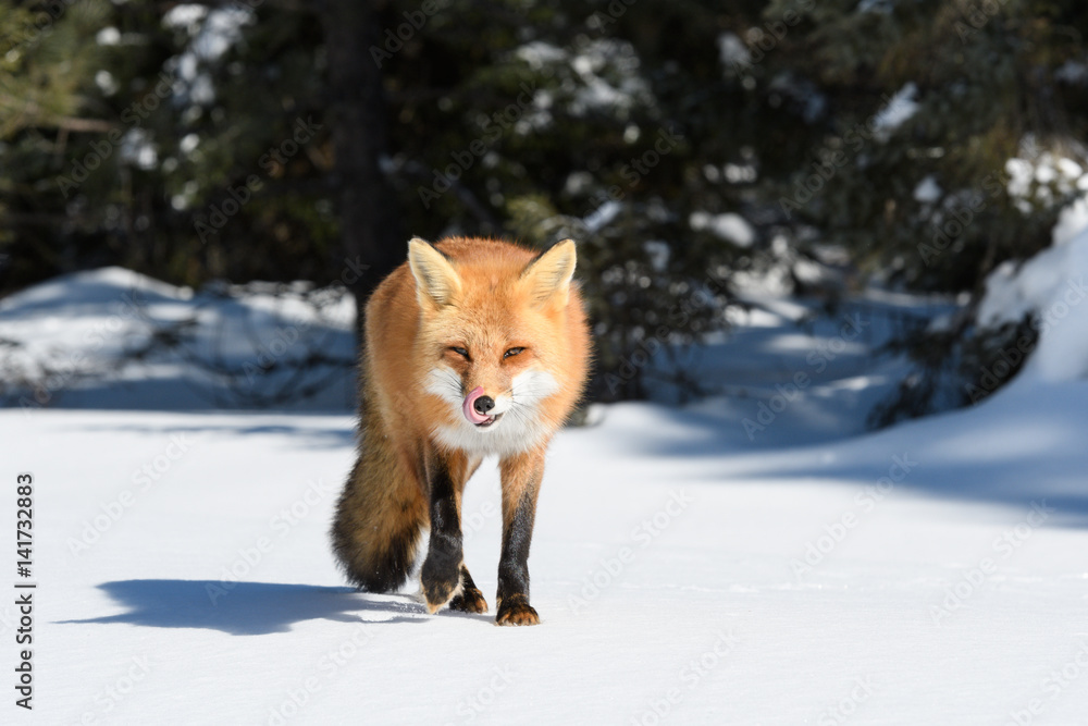 Obraz premium Red Fox Walking on Snow in Winter