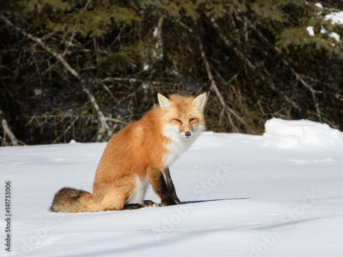 Red Fox Sitting on Snow in Winter