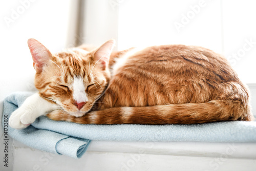 Red domestic cat sleeping