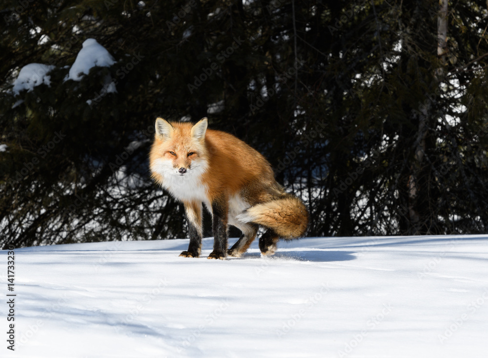Red Fox Standing on Snow in Winter Red Fox Standing on Snow in Winter