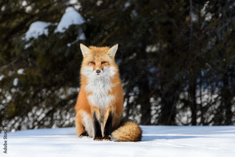 Fototapeta premium Red Fox Sitting on Snow in Winter