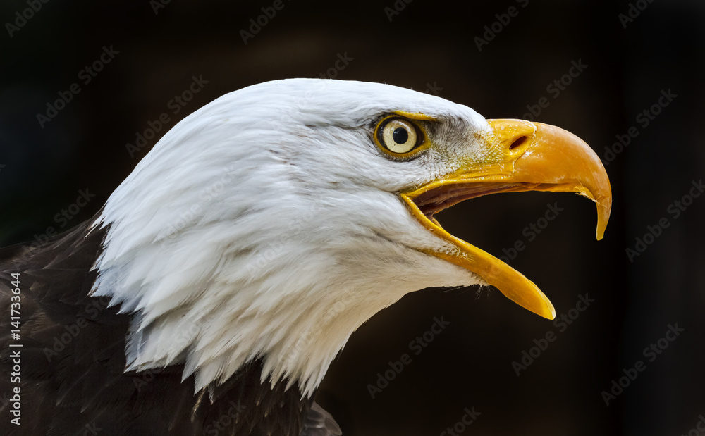 bald eagle haliaeetus leucocephalus bald eagle haliaeetus leucocephalus