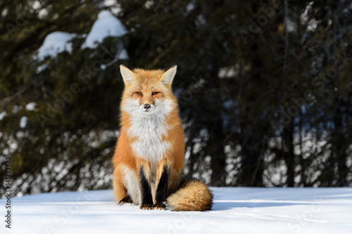 Red Fox Sitting on Snow in Winter