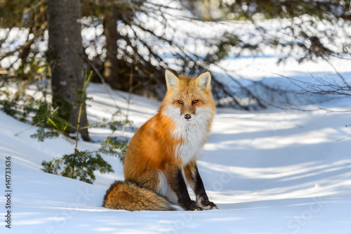 Fototapeta Naklejka Na Ścianę i Meble -  Red Fox Sitting on Snow