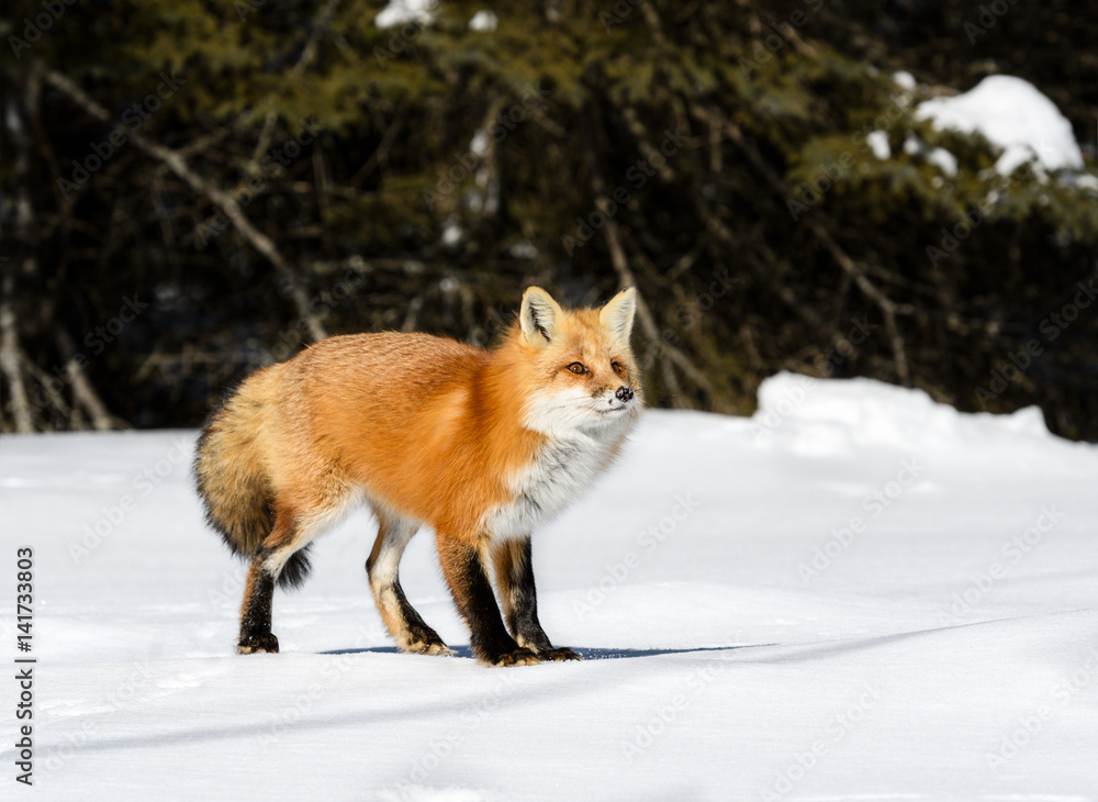 Red Fox Standing on Snow in Winter Red Fox Standing on Snow in Winter