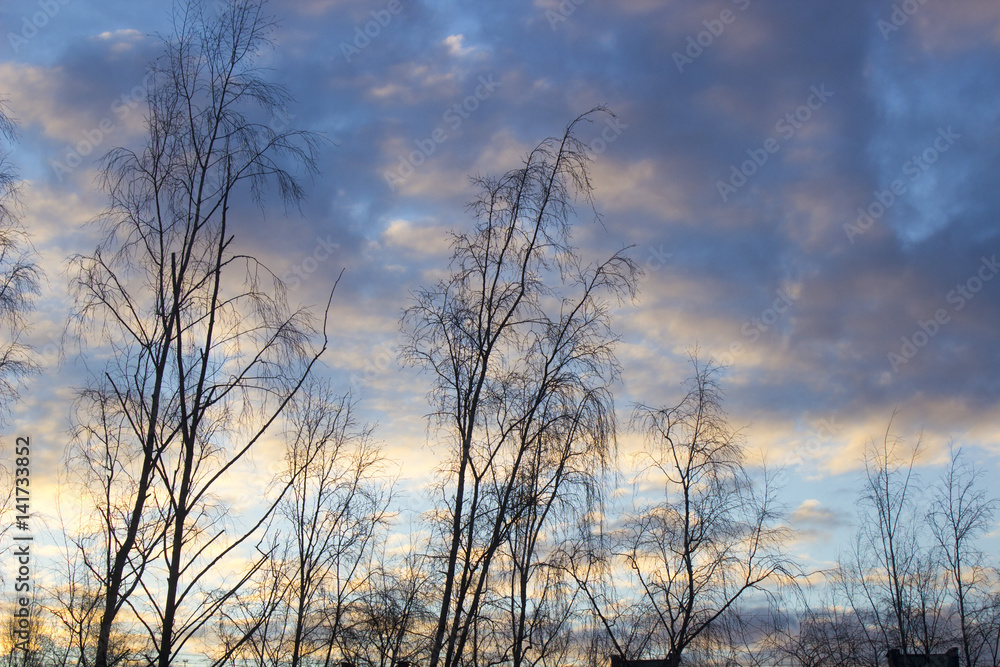 trees trees