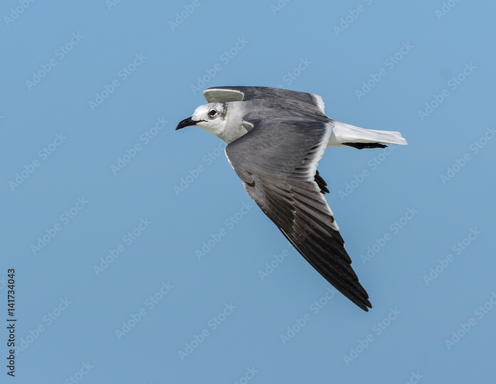 Obraz premium Laughing Gull in Flight against Blue Sky