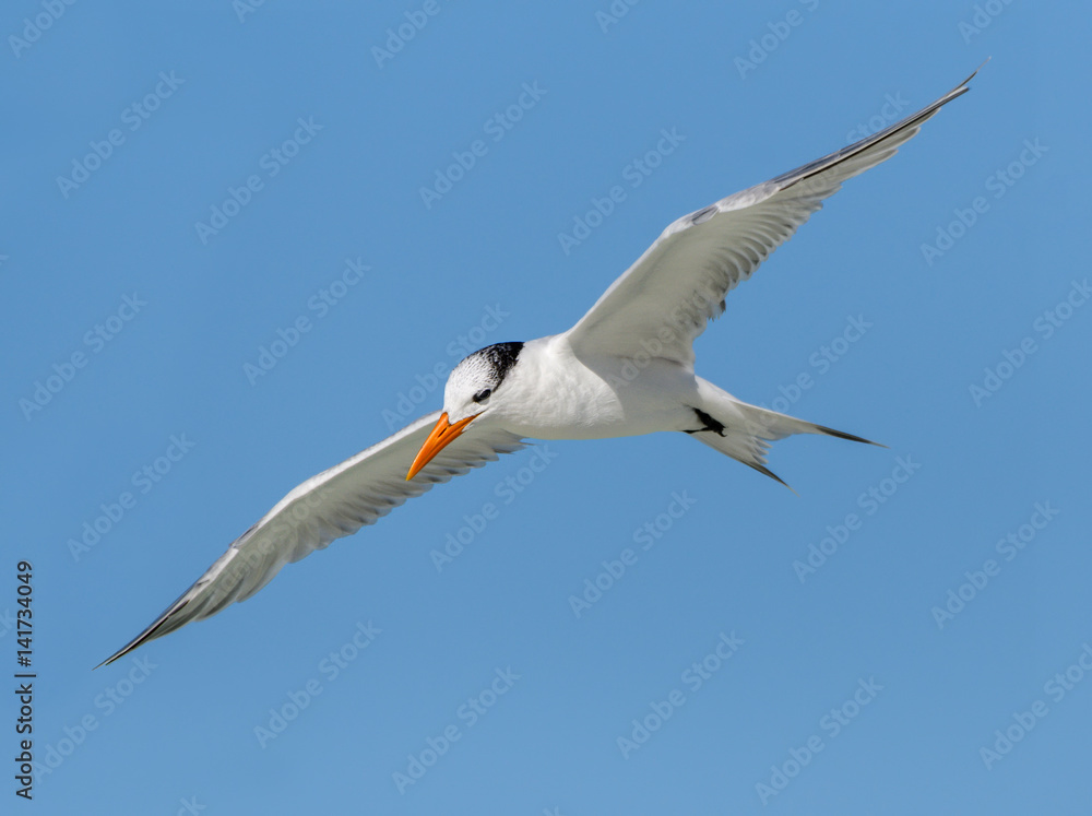 Royal Tern in Flight on Blue Sky Royal Tern in Flight on Blue Sky