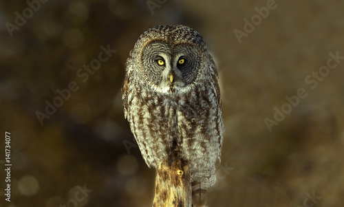 Chouette Lapone Hibou Canada