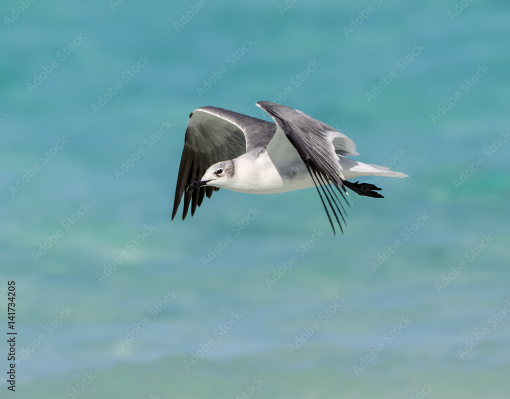 Laughing Gull Standing in Flight over Ocean Laughing Gull Standing in Flight over Ocean