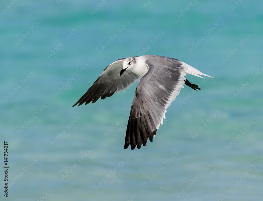 Laughing Gull Standing in Flight over Ocean Laughing Gull Standing in Flight over Ocean