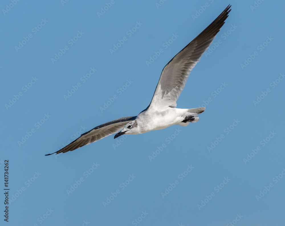 Laughing Gull Standing in Flight on Blue Sky Laughing Gull Standing in Flight on Blue Sky