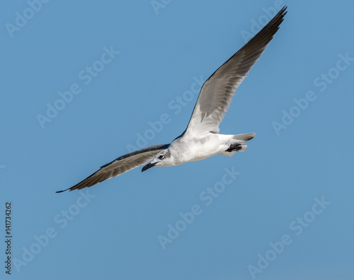 Laughing Gull Standing in Flight on Blue Sky